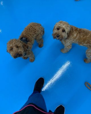 Mrs B’s dog grooming & daycare madness 🤣. Doggies having the best time 🥰🐶🐾xx #dogdaycare #dogslifestyle #doggrooming