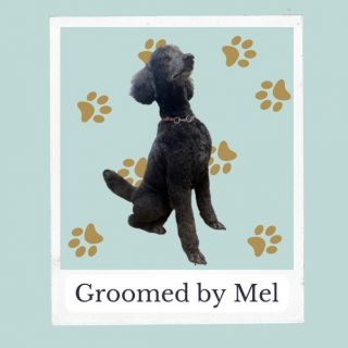 Proud poser 

#dogmodelsuk #doggroomingofinstagram #doggrooming #doggroomer #poodle #doggroomingyorkshire