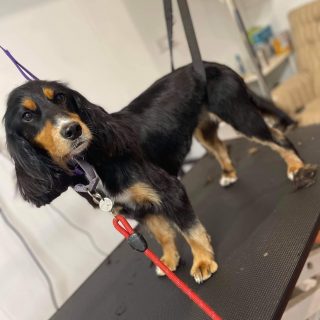 On point 🥰 #doggrooming #dogslife #groomerslife