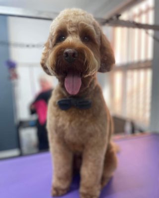 Hello there everyone !!!☺️🥰

Just letting you all know we have some groom slots available for next week here are the days and times available so come down and let the pooches be pampered 🐩🐶!!!

——Please call 01132782061/ 07818095751 to get booked in !!!

Tuesday 4th /8:00am/ 9:30am/ 11:00am/.

Thursday 6th / 14:00pm/ 15:30pm/.

Friday 7th /10:00am/.

Get booked in fast as these will fill up 🐶🥰
Treat your pooches too the best TLC possible from our spectacular Groomers all fully qualified in all breeds/ ages !!!!!🐶🐶🐶