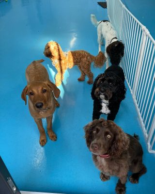 Such a fabulous bunch we have in daycare 🥰🙌xxx #leedsdogs #dogsinleeds #leedsdogwalker #dogsrock